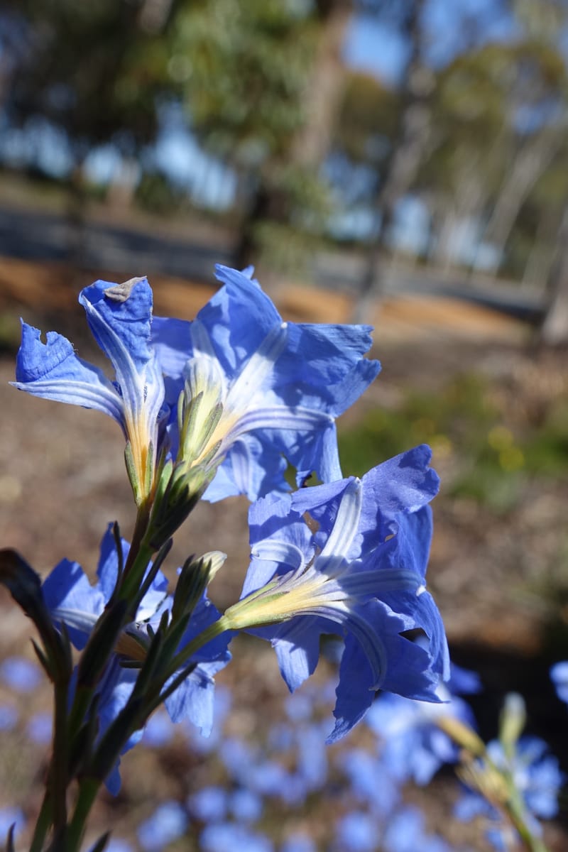 Lechenaultia biloba, not collected--Australia. W.A. Flora Rd. 22 Oct 2016. DSC03739 (62).JPG
