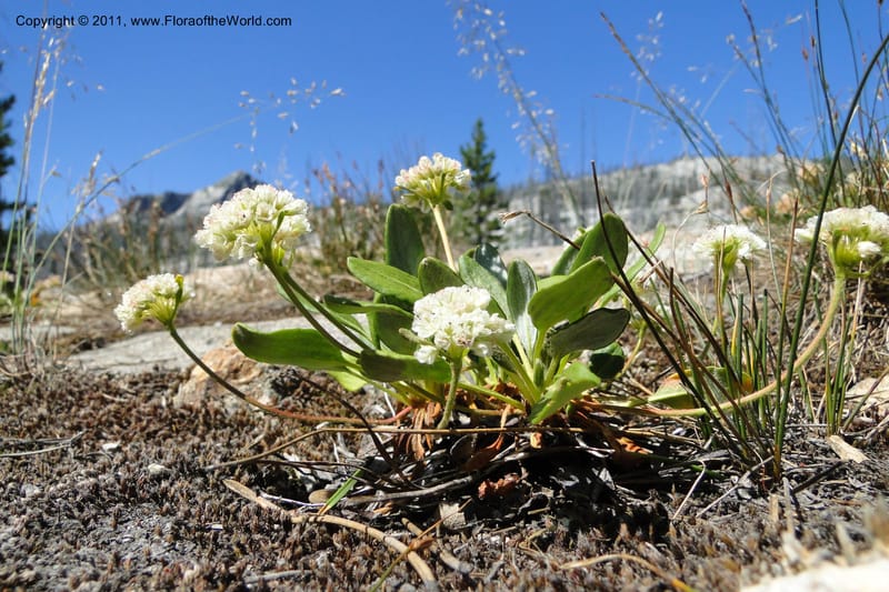 Eriogonum pyrolaefolium var. coyphaeum, Davidson, C 11893--ID. Valley Co. Lick Creek Rd. 12 Aug 2011. 001 (16).jpg