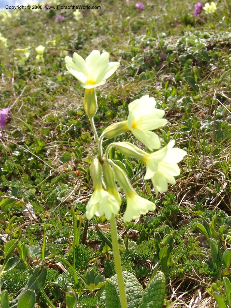 Primula ruprechtii--Georgia. Vic. of Tskhrats'karo Pass. 7 Jun 05. 014.jpg