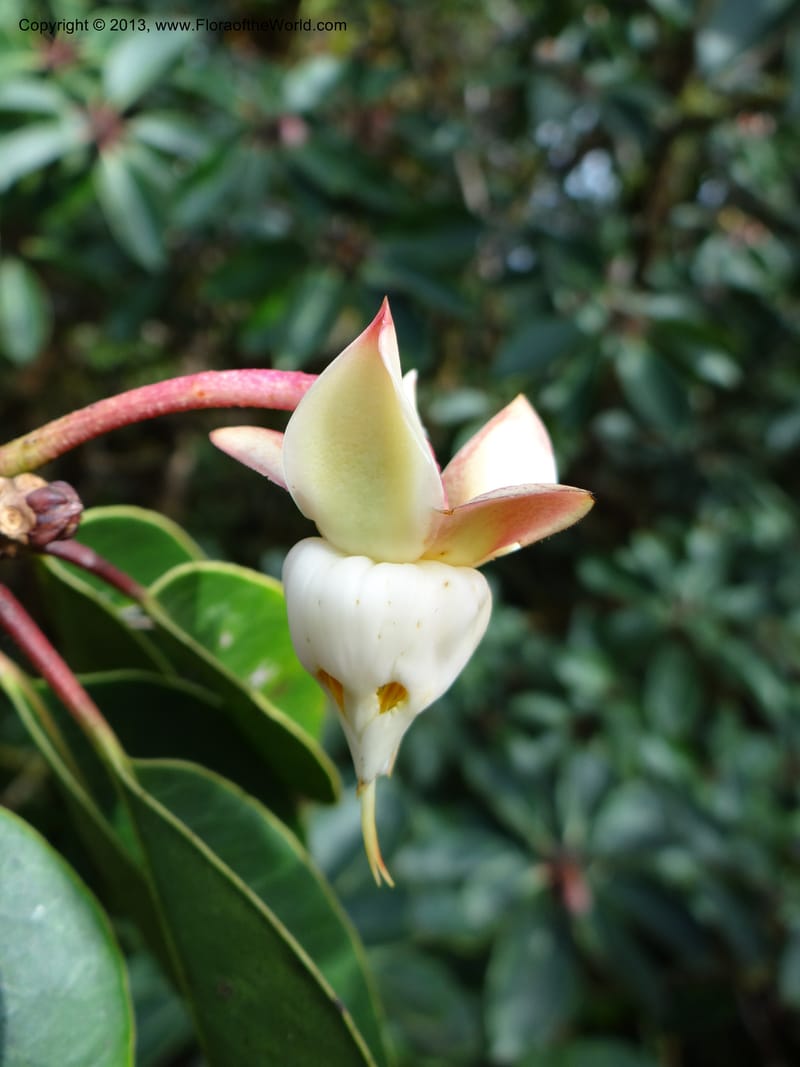Anneslea fragrans, VC 5499--Thailand. Chiang Mai. Doi Inthanon Nat. Park. 8 Nov 2012. DSC07747 (130).JPG