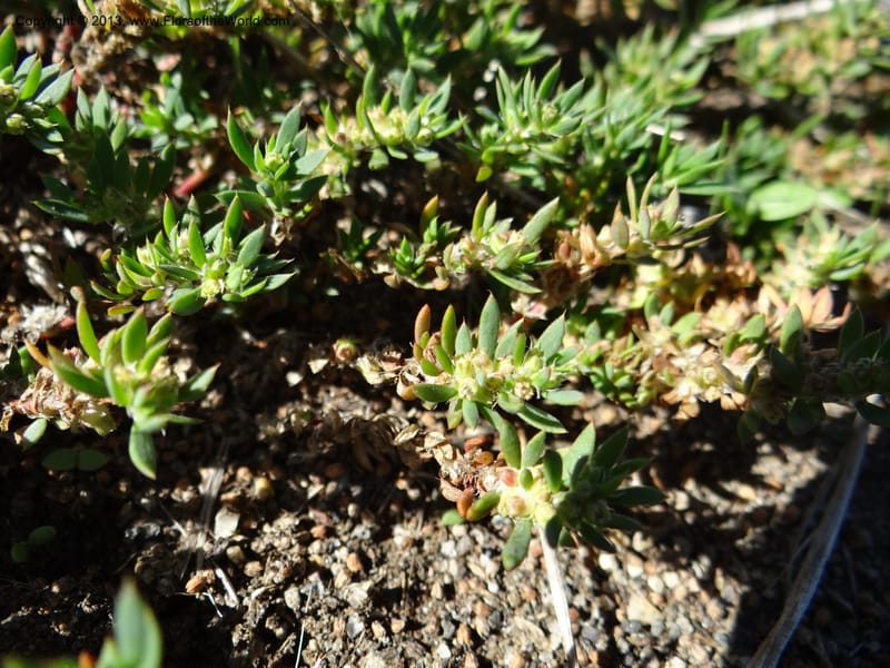 Paronychia communis, WDS 34148--Chile. Playa Colcura. 19 Feb 2013. DSC02120 (27).JPG