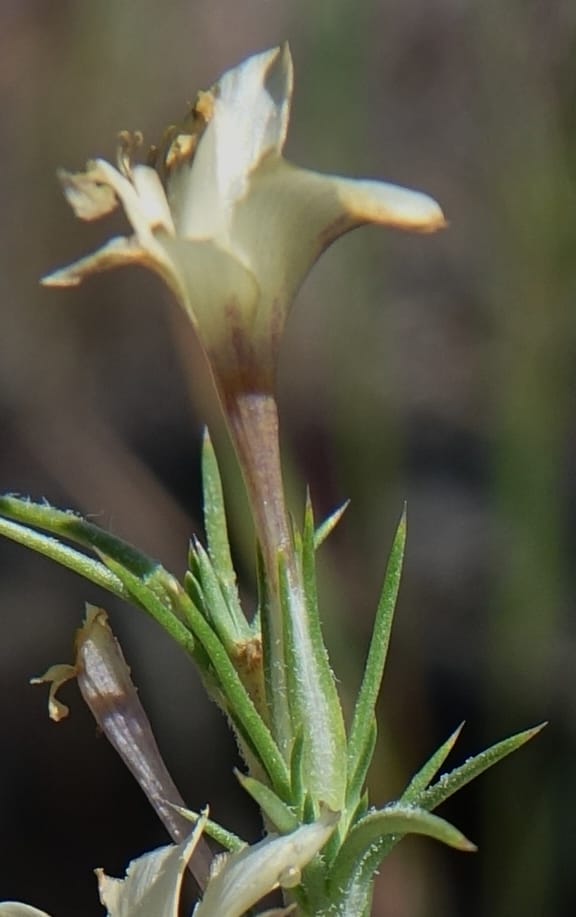 Leptodactylon pungens, C. Davidson 13670--ID. Hwy 20 W of Arco. Open basalt flow. 18 Jun 2017. DSC02519 (121).JPG