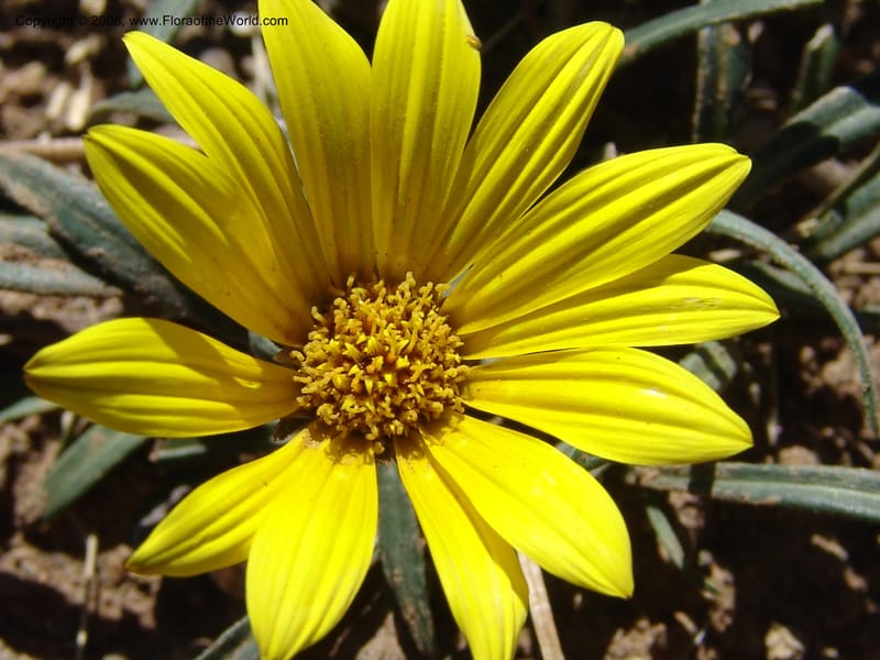 Gazania krebsiana--So.Africa. E. Cape. Joubert's Pass, SE of Lady Gray. 9 Mch 05. 088.jpg