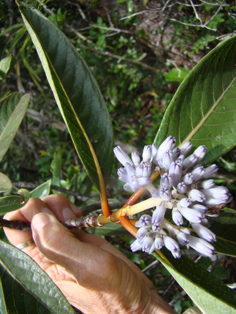 Psychotria, Munzinger, J 4807--New Caledonia, Prov. du Nord, Plateau de Poro, 16 Nov 2007, (59).jpg