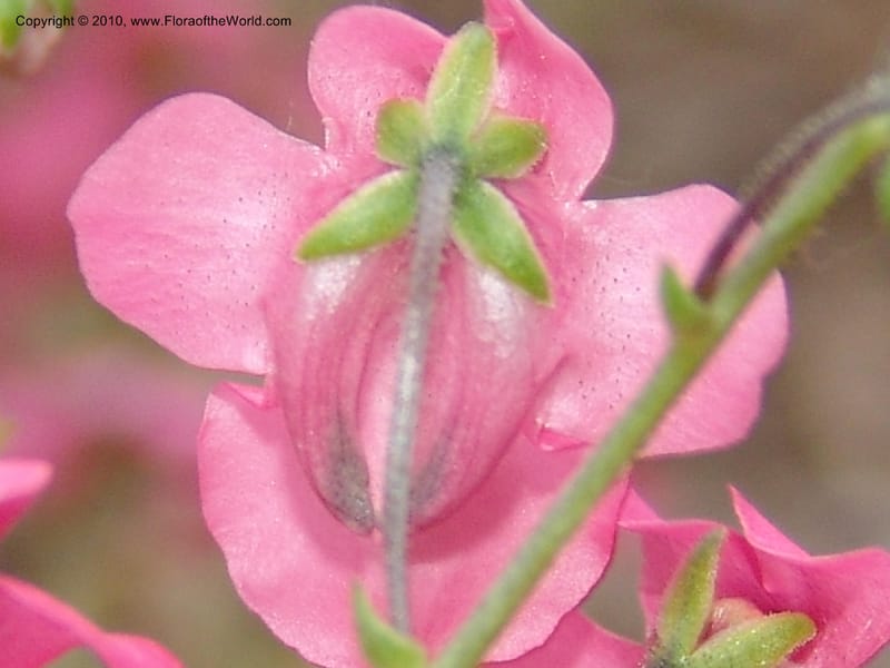 Diascia integerrima--CA. McConnell Arboretum, Redding. 4 Jun 07. 189.jpg