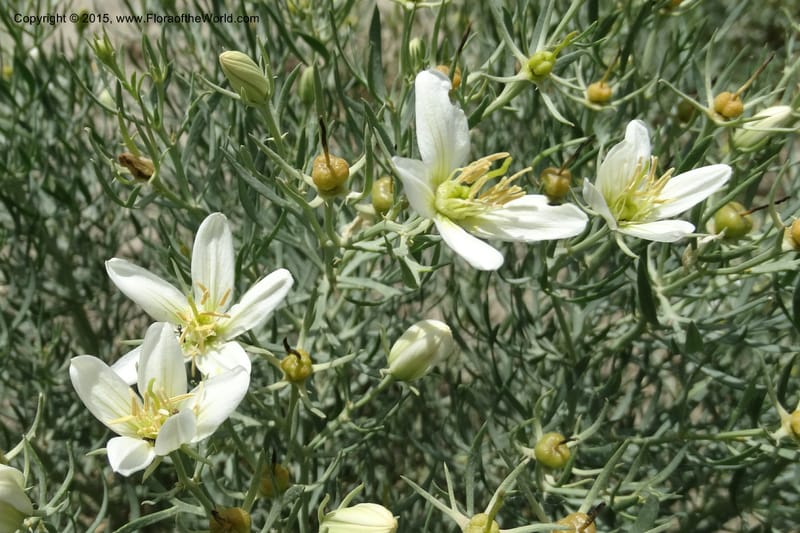 Peganum harmala, Davidson, C 12436--Georgia (Caucasus). Kakheti Region. (Kiziki). Toward Vashlovani. 6 Jun 2014. DSC07328 (457).JPG