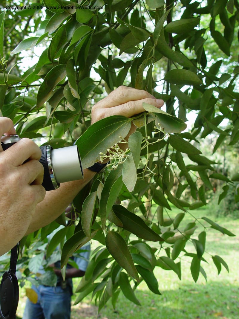 Cinnamomum zeylanicum--Cameroon. Limbe Botanic Garden. 4 Dec 03. 076.jpg