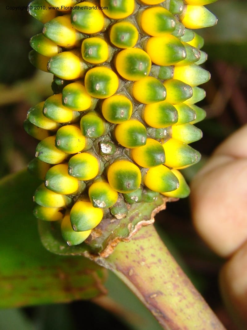 Anthurium incomptum, Croat 96349--Ecuador. Prov. Pichincha. Pacto-Pto. Quito Rd.. 25 Mar 06. 028 (5).jpg