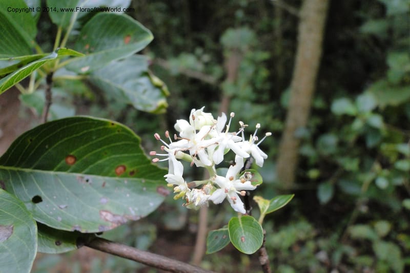 Calycophyllum multiflorum, W. D. Stevens 31189--Paraguay. Edo. Concepcion. Garay Cue. 19 Mar 2011. 282 (16).jpg