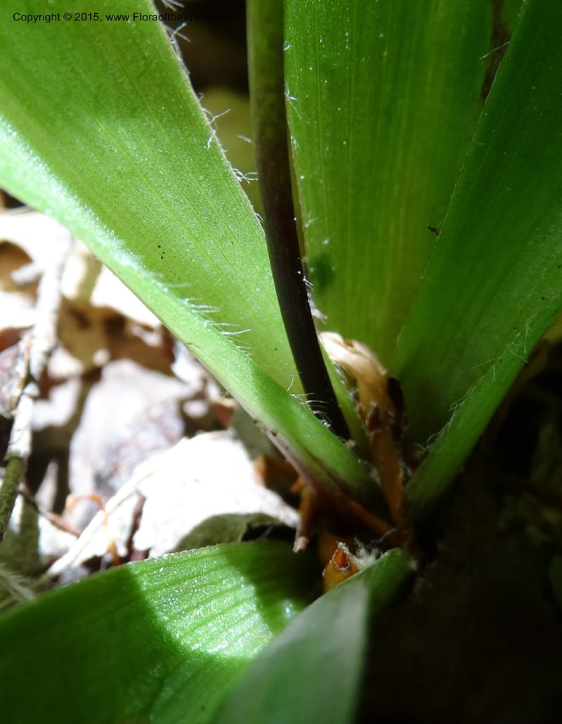 Clintonia umbellulata, Davidson, C 12988--North Carolina. Clay Co. Perry Gap Rd, Barnard's Cr. 13 May 2015. DSC04860 (260).JPG
