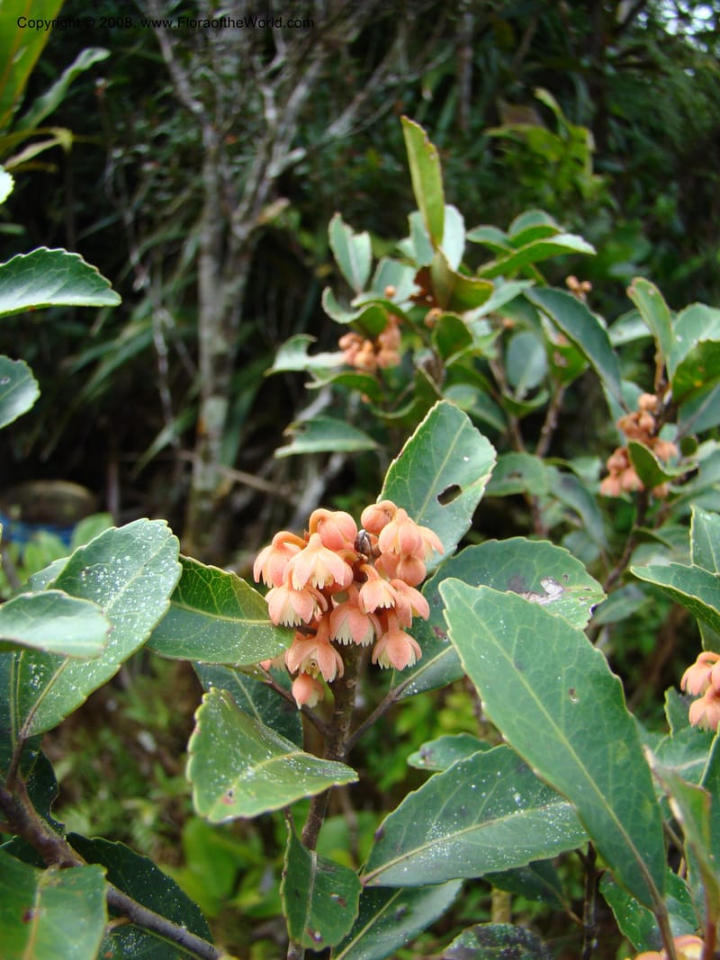 Elaeocarpus, JMunzinger4750--New Caledonia. Mandjelia. 13 Nov 07. 058.jpg