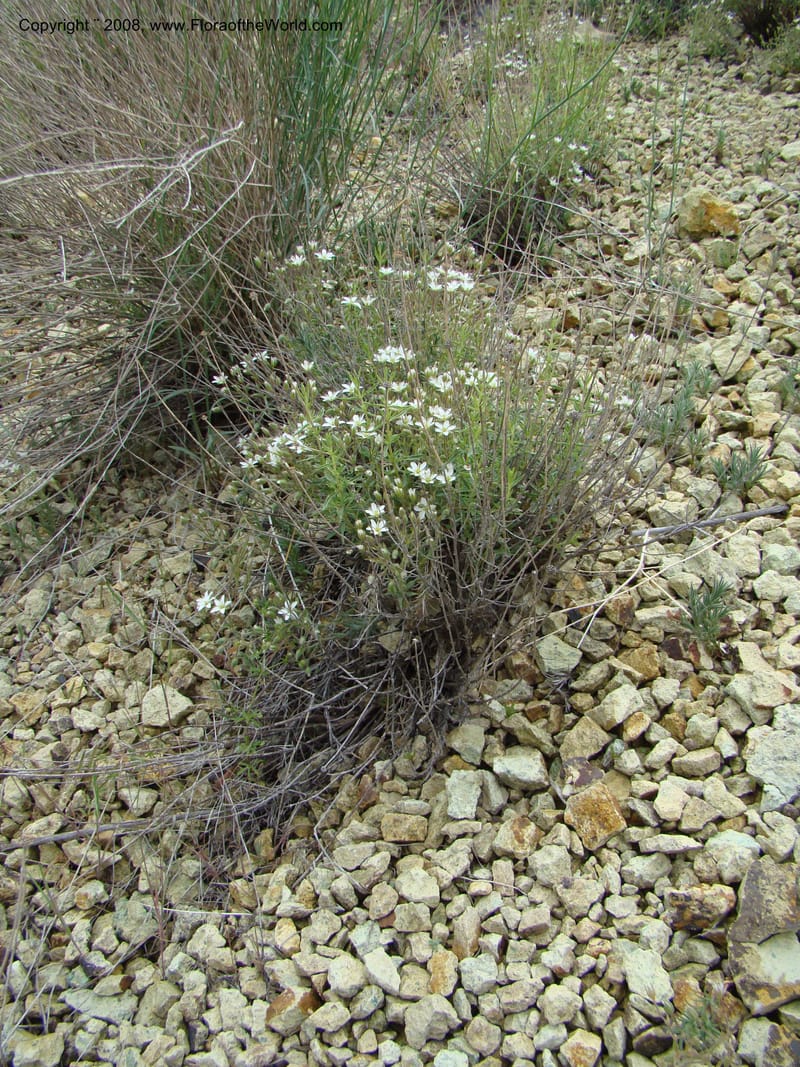 OR. Malheur Co. Leslie Gulch. 1 Jun 08. 284.jpg