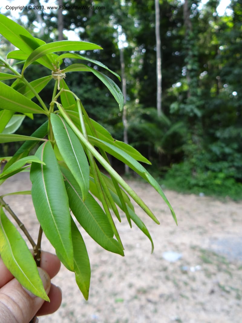 Alstonia curtisii, VC 5642--Thailand. Trang. Khao Pra Bang Kram Wildl. Sanct. 16 Nov 2012. DSC00077 (121).JPG