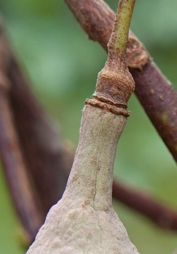 Trichilia, C. Davidson 14056--Gabon. Maboumine. 23 Oct 2019. DSC01631 (165).JPG