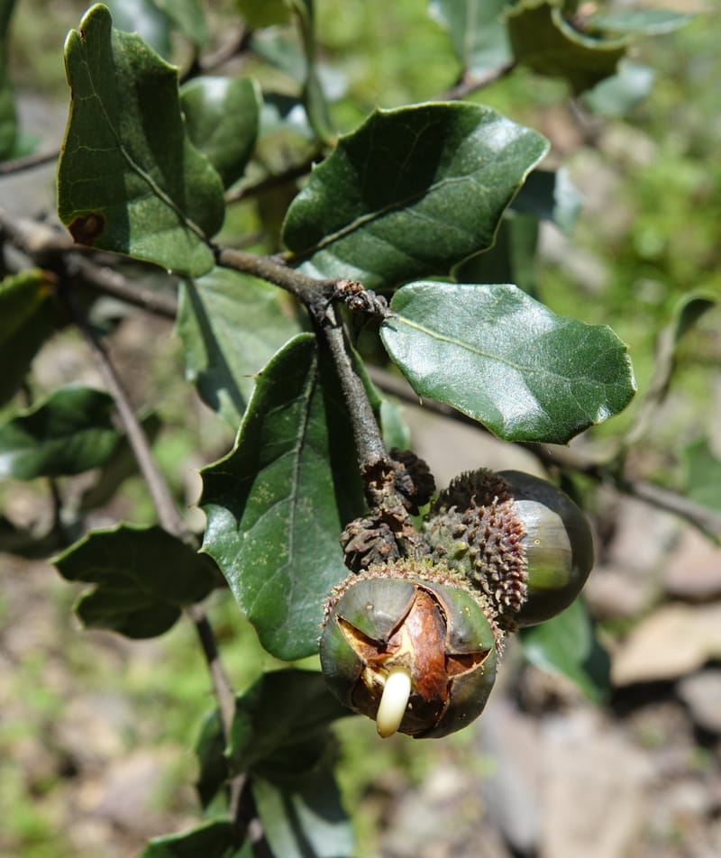 Quercus, C. Davidson 13762--China. Sichuan. Yibailingba-gou. 12 Aug 2017. DSC04660 (316).JPG