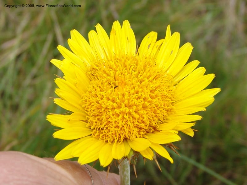 Berkheya--So.Africa. E. Cape. Waringham Farm, Quanti Area, Stut. 8 Mch 05. 396.jpg