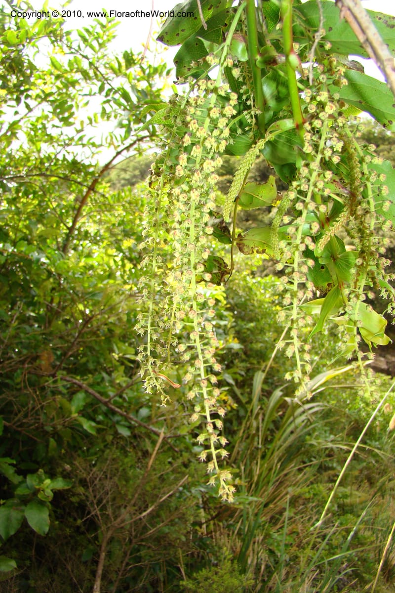 Coriaria arborea, C. Gemmill 731--New Zealand. N. Island. Mt. Te Aroha. 13 Jan 2010. 332 (9).jpg