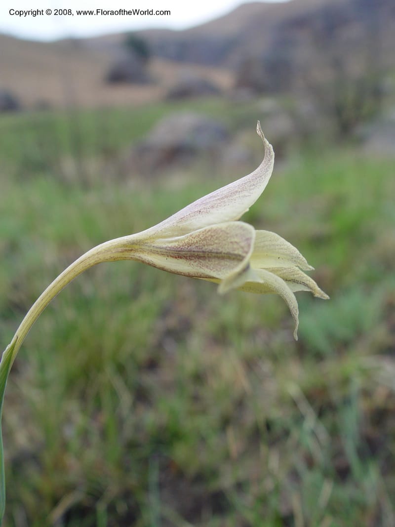 Gladiolus longicollis--So. Africa. Drakensberg Mts. Giant's Castle. 4 Oct 03. 047.jpg