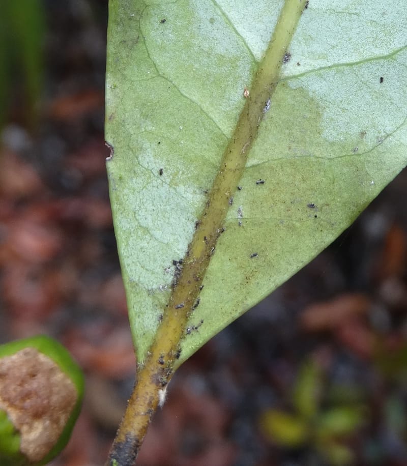Cryptocarya phyllostemon, Munzinger, J 7408--New Caledonia. Mont Dzumac. 12 Nov 2015. DSC01563 (250).JPG