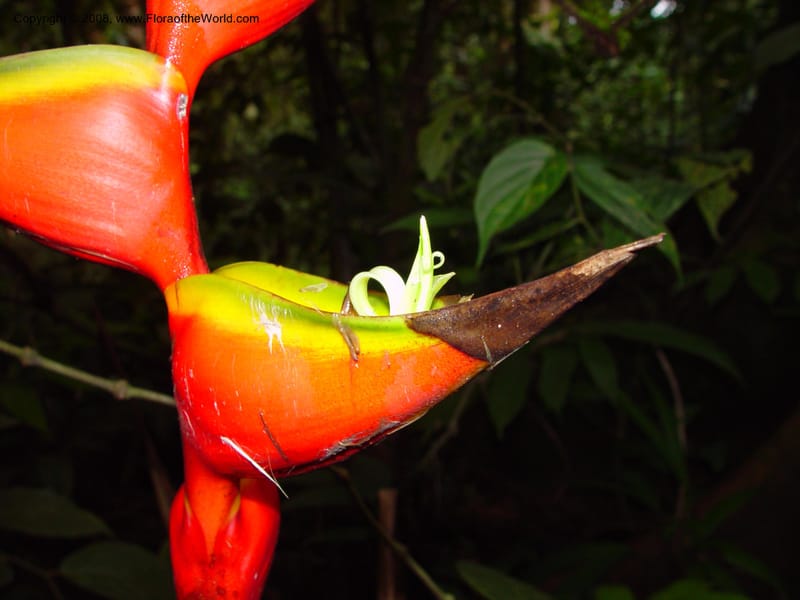 Heliconia bihai--Fr. Guiana. Kaw Mts., Tresor Res. Nat. 12 Mch 02. 002.jpg