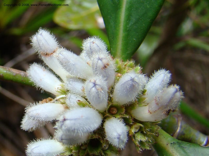 Psychotria, JMunzinger4807--N.Caled. Plateau de Poro. 16 Nov 07. 064.jpg