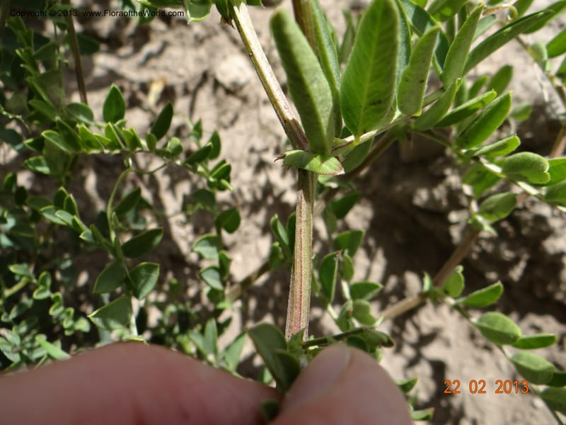 Vicia nigricans, W. D. Stevens 34199--Chile, 2.6 km W La Laguna Maule, 22 Feb 2013  9660 (6).JPG