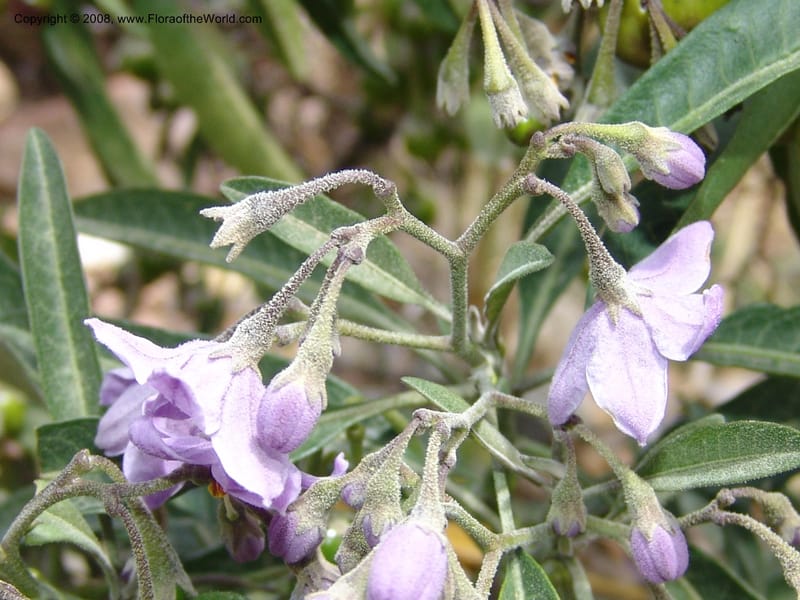 Solanum, AAraujoM3012--Bolivia.  Prov.B.Saavedra. Charazani to La Paz. 20 Sep 06. 105.jpg