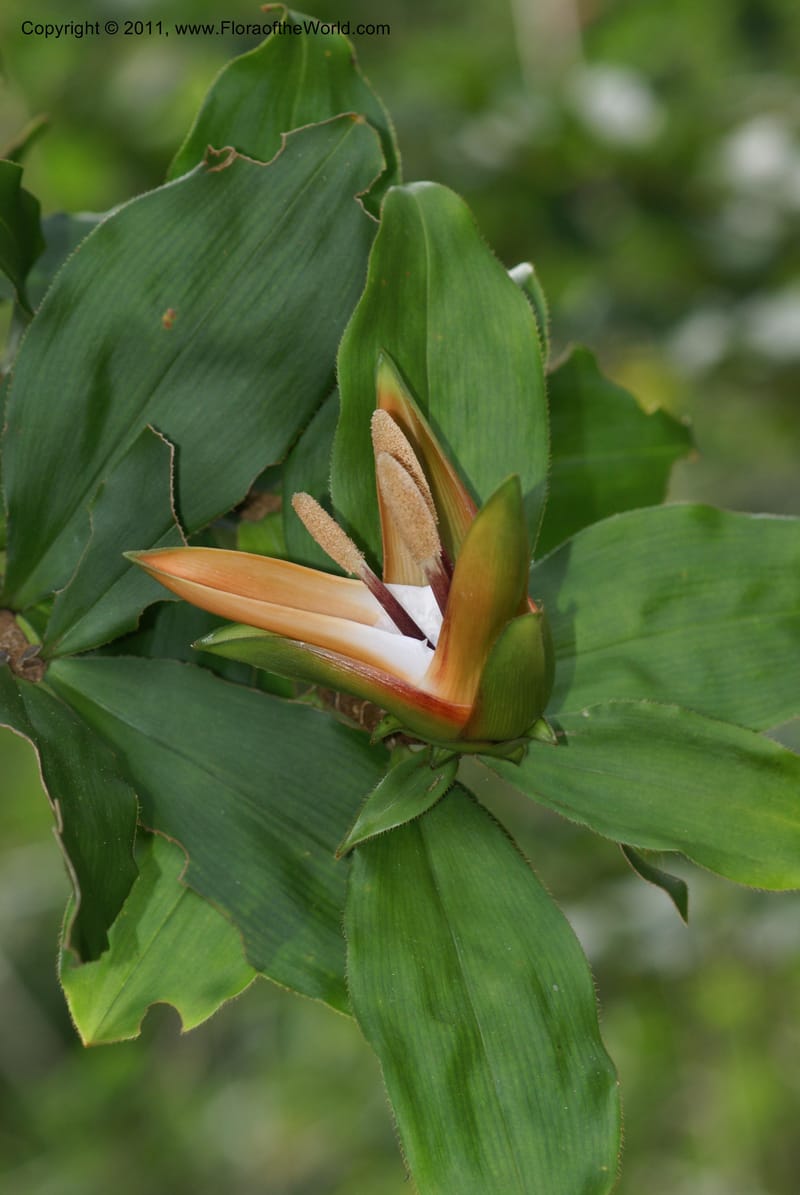 Freycinetia, Munzinger, J 4869--New Caledonia,  Dogny, 19 Nov 2007, 68 (1).JPG