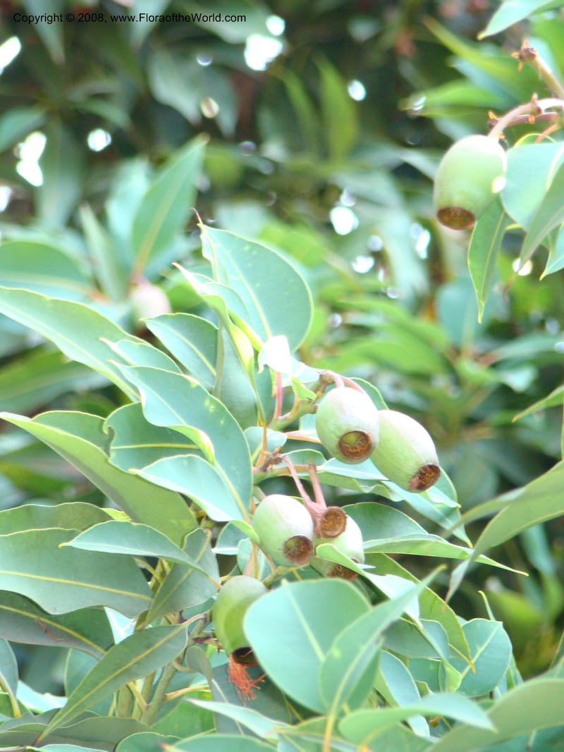 Corymbia ficifolia--Australia. Royal Botanic Garden, Melbourne. 19-20 Mch 08. 004.jpg