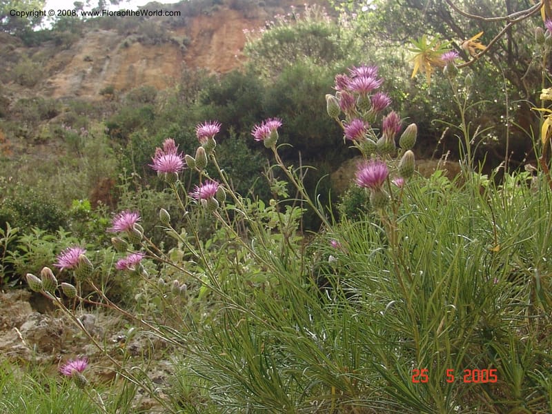 Ptilostemon chamaepeuce--Crete. Ep. Kisamos. Sirikari Gorge. 25 May 05.  400.jpg