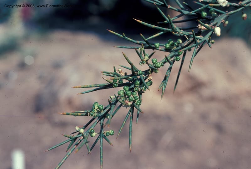 Colletia infausta--CA. Huntington Bot. Garden. May 76. 003.jpg
