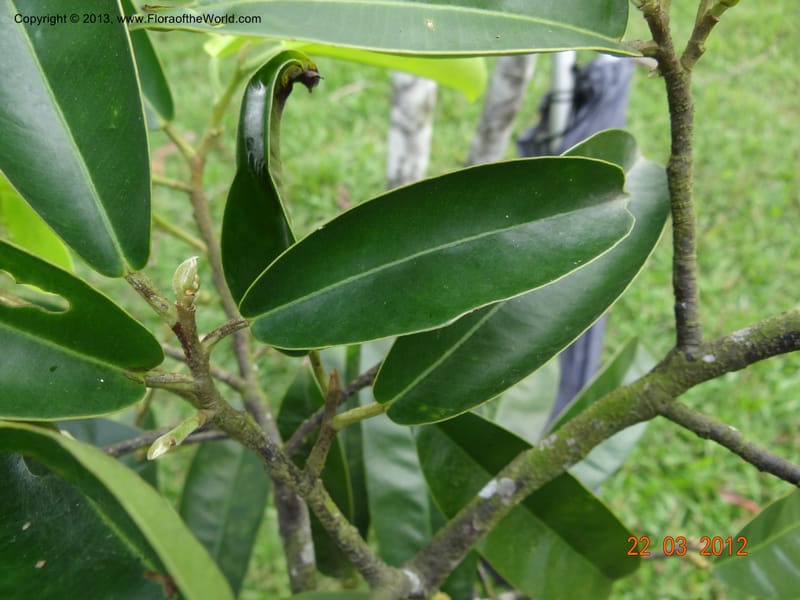 Gonystylus confusus, Callmander, M 996--Singapore, Upper Seletar Park, 22 Mar 2012  DSC04242 (17).JPG