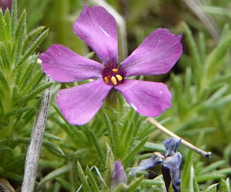 Phlox condensata, C. Davidson 13762--Oregon. Wallowa Co. Zumwalt.Trail Cr. Rd. 4 Jun 2018. DSC04078 (509).JPG