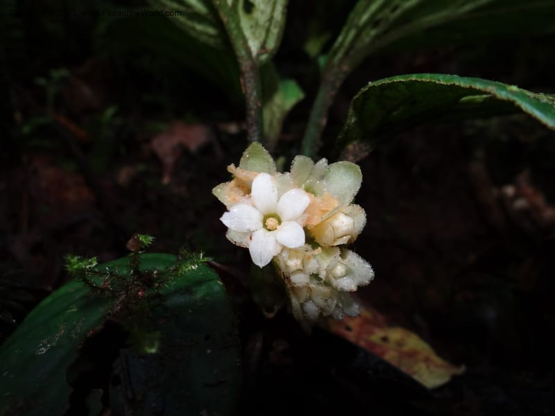 Pentaphragma, SAN.153210--Malaysia, Sabah. Mt. Kinabalu. 5 Apr 2012. DSC06767 (204).JPG