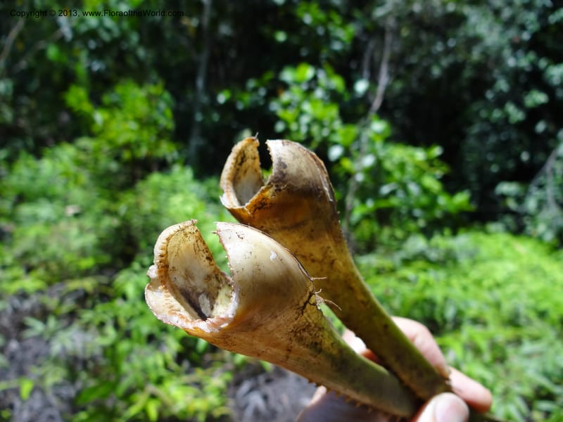 Pandanus pugnax, Callmander 1035--Malaysia, Sabah. Meliau Range. Ulu Tongod For. Res. 8 Apr 2012. DSC07780 (41).JPG