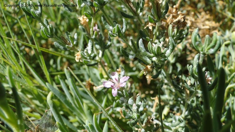 Frankenia salina, C. Davidson 11807--CA. Alameda Co. East Bay. 2 Sept 2010. 320 (49).jpg