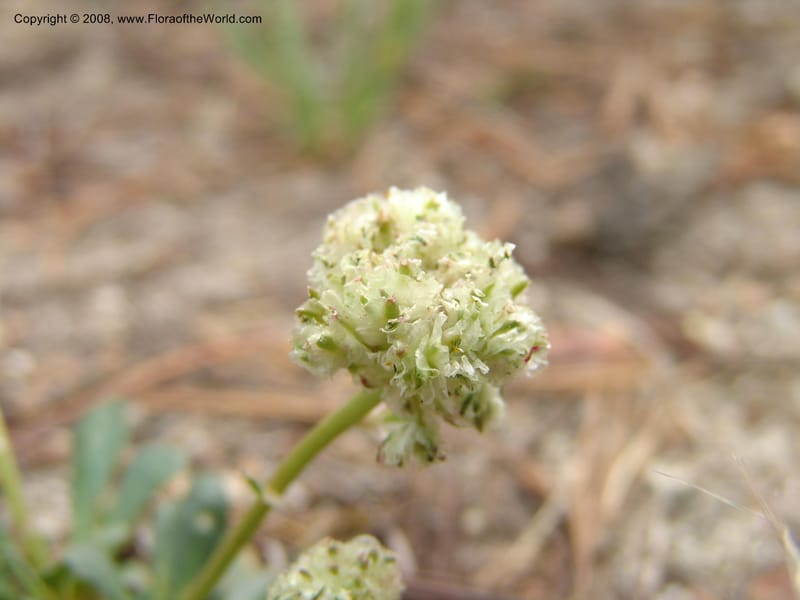 Cistanthe umbellata, CDavidson11101--ID. Valley Co. Top of Brundage Mtn.. 15 Jul 07. 020.jpg