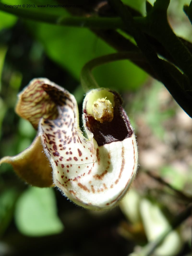 Aristolochia, Li Pan 1205292--China. Zhejiang Prov. Tian Mu Shan. 29 May 2012. DSC00348 (159).JPG