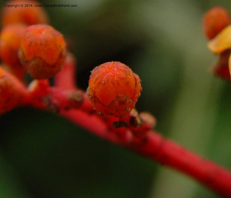Leea guineensis--Cameroon. Mt. Cameroon. 6 Dec 03. 088a (3).jpg