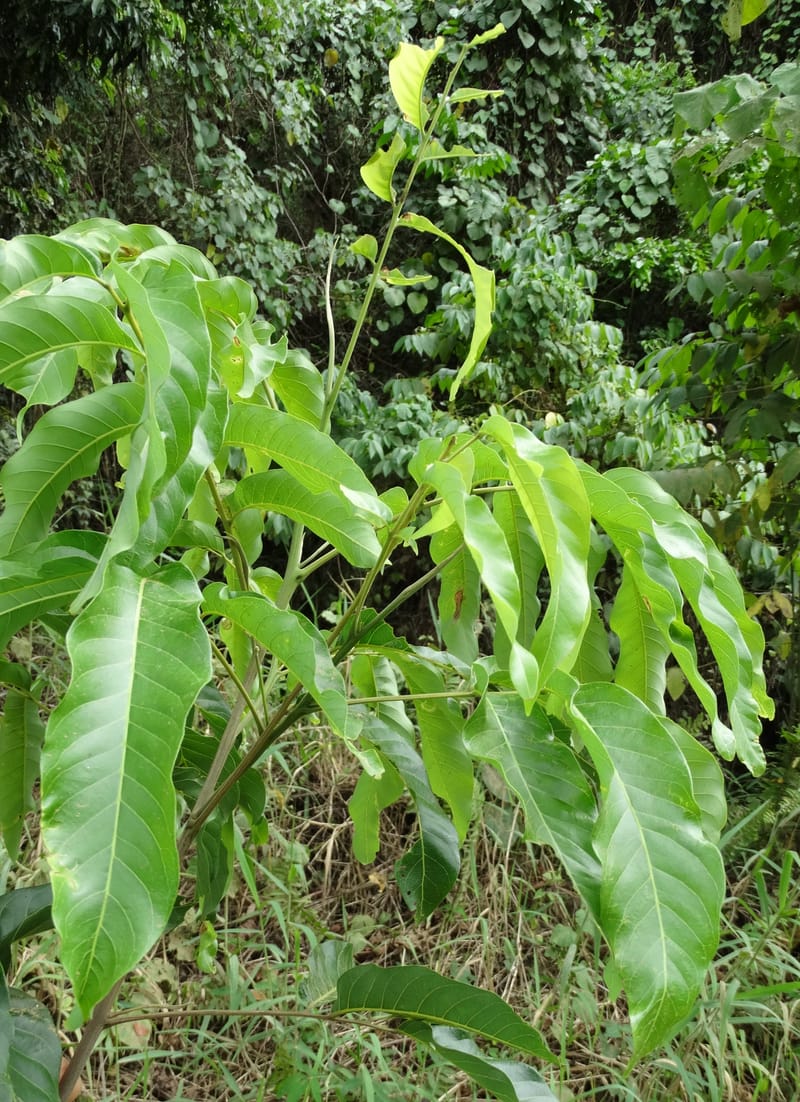 Alectryon, Munzinger, J 7386--Fiji. Along Hibiscus Hwy. 7 Nov 2015. DSC00180 (41).JPG