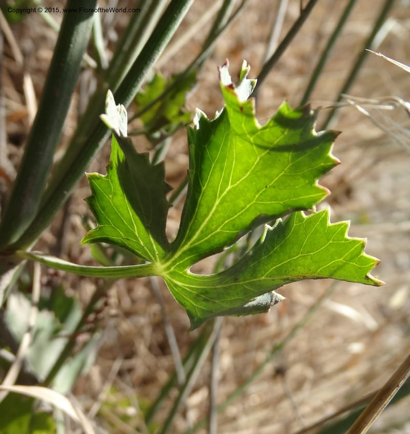 Asteriscium chilensis, Davidson, C 12819--Chile. Ruta J-55 east of Talca. 27 Nov 2014. DSC08479 (70).JPG