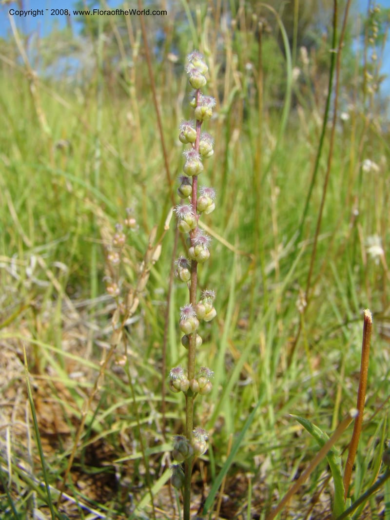 OR. Malheur Co. 10 km W of Rome on Hwy 95. 16 Jul 08. 074.jpg