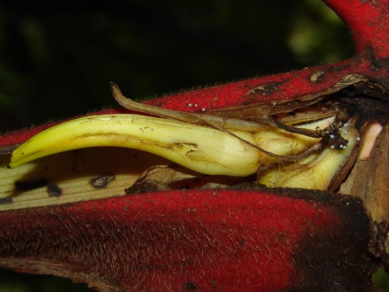 Heliconia, Croat94844--Ecuador. Prov. Carchi. El Chical-Penas Blancas. 19 Feb 05. 217.jpg