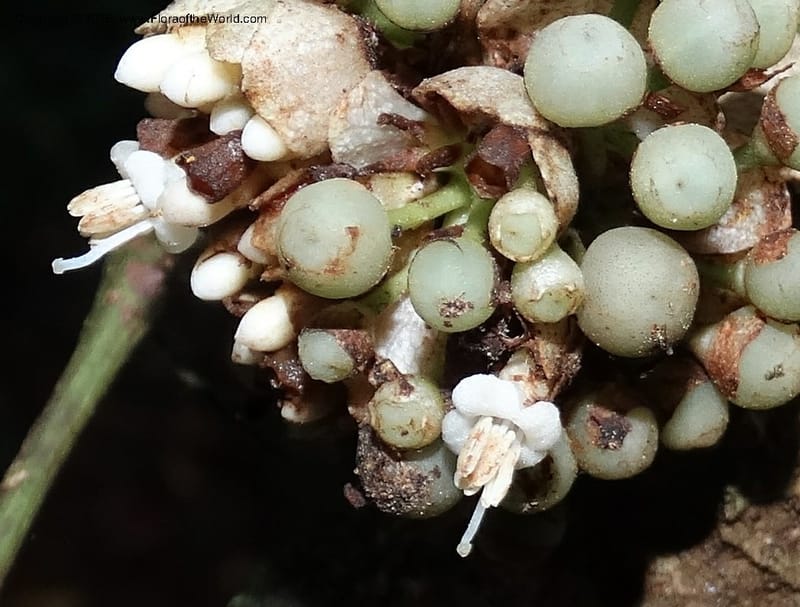 Callicarpa, Davidson, C 12680--Sabah. Danum Valley. 4 Oct 2014. DSC01741 (325).JPG
