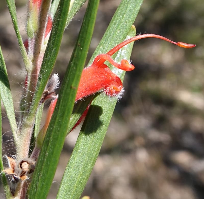 Adenanthos barbiger, Davidson, C 13472--Australia. W.A. Albany Hwy, odom 33.5. 28 Oct 2016. DSC05957 (35).JPG
