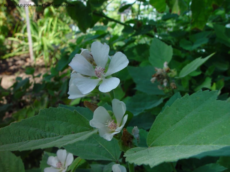 Althaea officinalis (990455)--Canada. Ontario. Laking Gard., Royal Botanic Gard., Hamilton.  8 Aug 02. 051.jpg