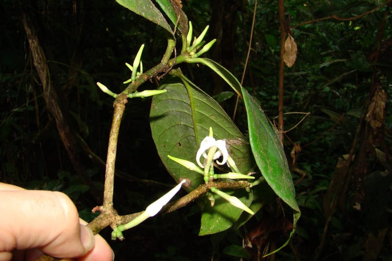 Coussarea, R. Vasquez 34530--Peru. Loreto. Distr. Nauta. Parq. Nac. Pacaya Samiria. 4 Nov 08. 079.jpg