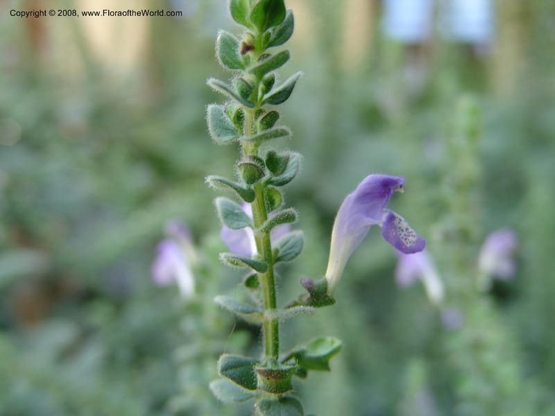 Scutellaria ovata v. bracteata--TX. Johnson Wildflower Center. 13 Jun 04. 003.jpg