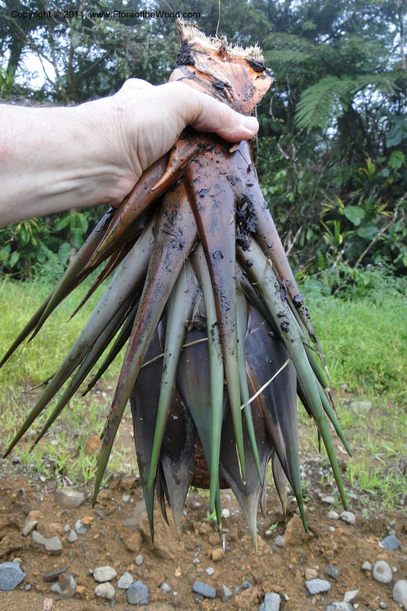 Pandanus joskei, M. Callmander 963-- Fiji. Area of Monasavu Dam I. 9 Feb 2011. 490 (40).jpg