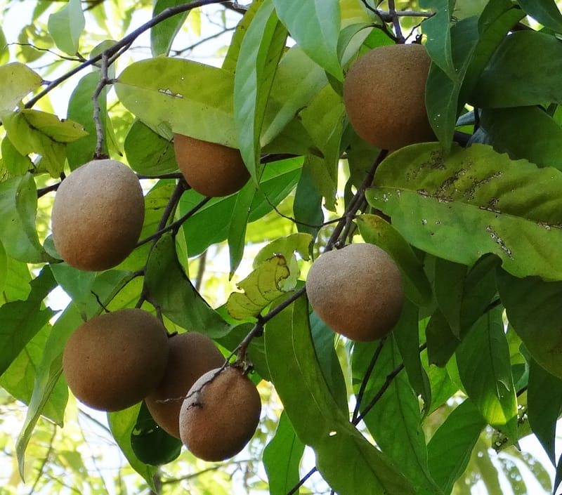 Atuna racemosa, Munzinger, J 7370--Fiji. Wailevu Rd. 6 Nov 2015. FDSC09813 (15).JPG
